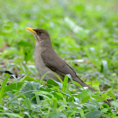 Andean Slaty Thrush